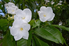 0202 Cairns Botanic Gardens